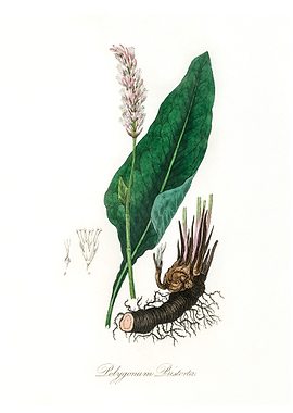 Bistort Polygonum bistorta