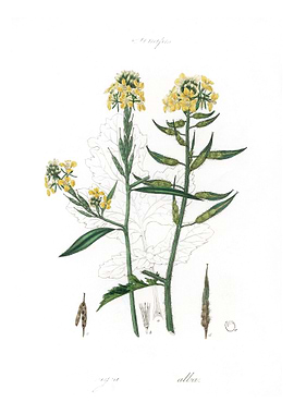 Mustard Sinapis