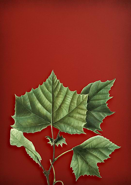 Vintage Botanical on Red