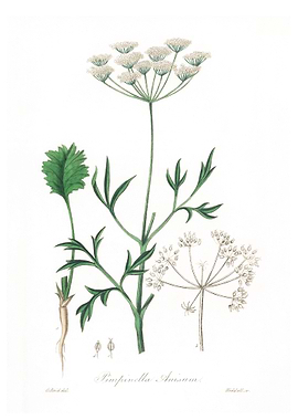 Aniseed Pimpinella anisum
