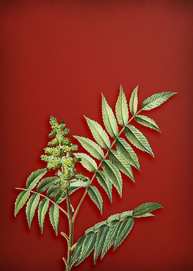 Vintage Branch on Red