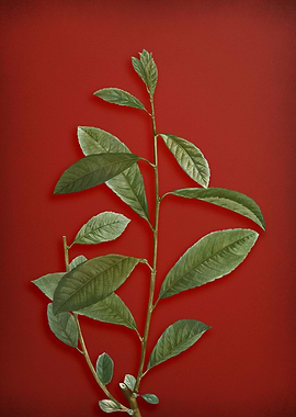 Vintage Botanical on Red