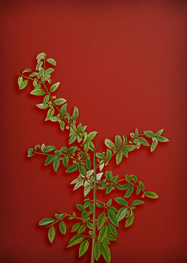 Vintage Botanical on Red