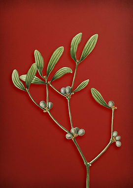 Vintage Branch on Red