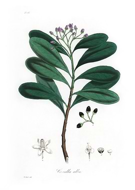 Cinnamon bark Canella