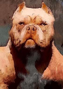 American Pit Bull Terrier