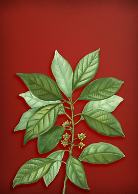 Vintage Botanical on Red