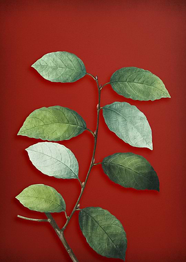 Vintage Botanical on Red