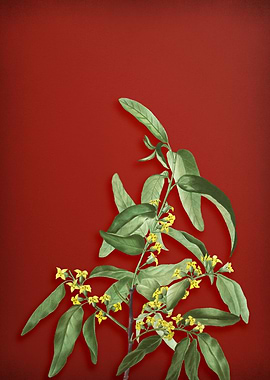 Vintage Botanical on Red