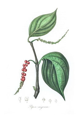 Black pepper Piper nigrum