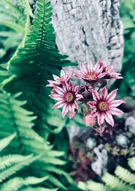houseleek green fern