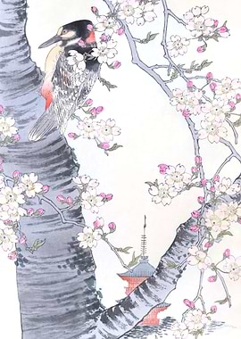 Woodpecker On Cherry Tree