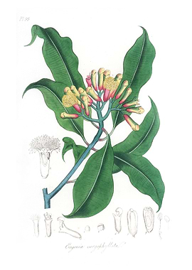 Cloves Eugenia