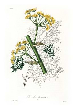 Ferula persica