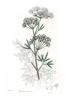 Cowbane Cicuta virosa