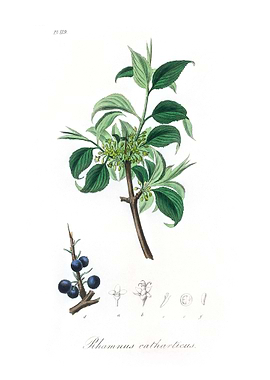 Buckthorn Rhamnus