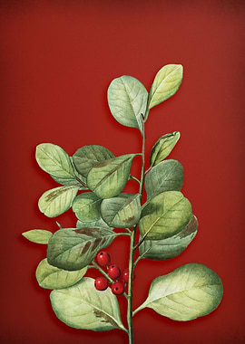 Vintage Botanical on Red