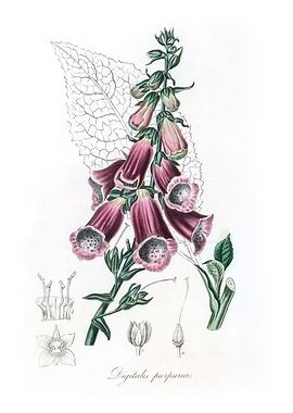 Foxglove Digitalis