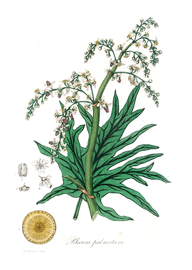 Chinese rhubarb