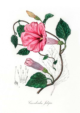 Jalap Convolvulus jalapa