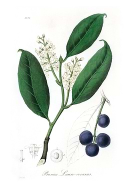 Cherry laurel Prunus