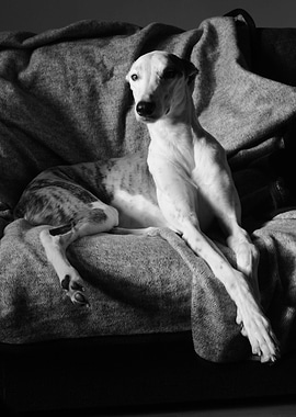 Regal Lurcher