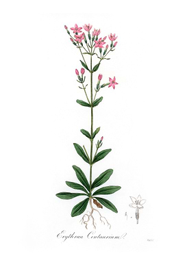 European centaury