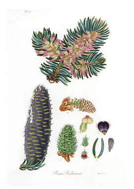 Balsam Pinus balsamea