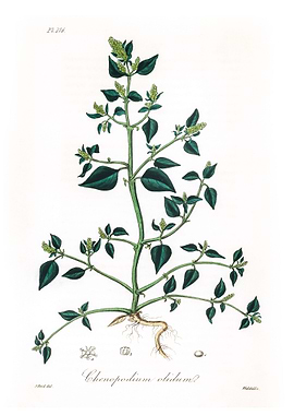 Chenopodium olidum