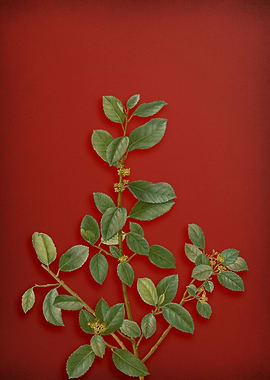 Vintage Botanical on Red