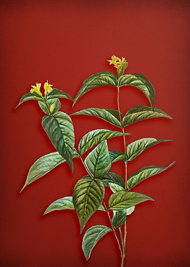 Vintage Branch on Red