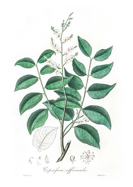 Diesel tree Copaifera