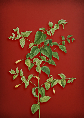 Vintage Branch on Red