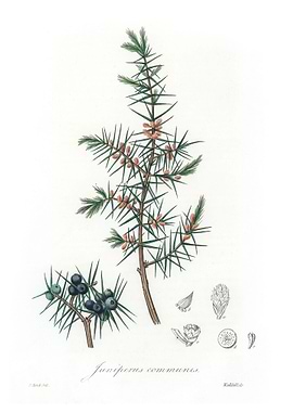 Common juniper