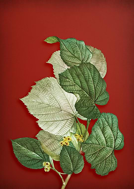 Vintage Branch on Red