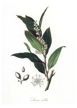 Bay laurel Laurus nobilis