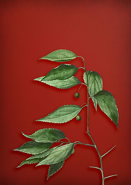 Vintage Botanical on Red