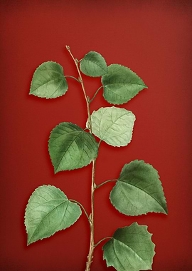 Vintage Botanical on Red