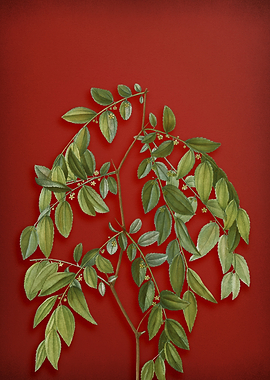 Vintage Botanical on Red