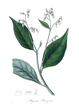 Gum benjamin tree Styrax