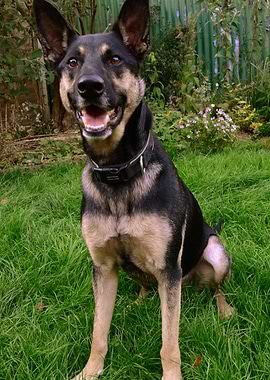 Excited German Shepherd