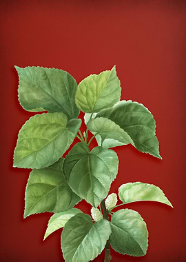 Vintage Branch on Red