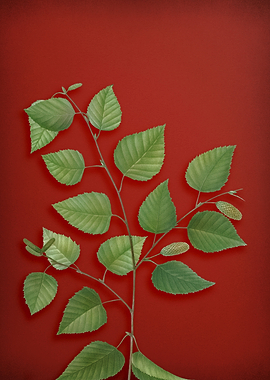 Vintage Botanical on Red