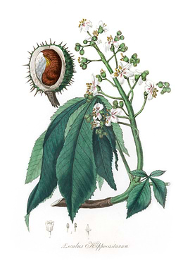 European horse chestnut