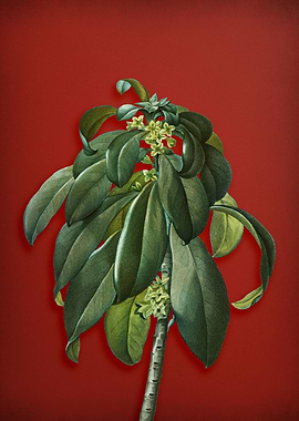 Vintage Botanical on Red