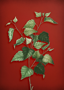 Vintage Botanical on Red