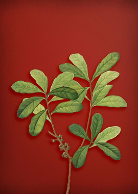 Vintage Botanical on Red