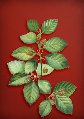 Vintage Botanical on Red