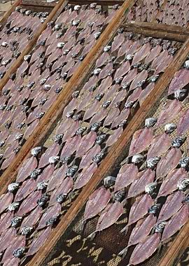 Dry fish in Nazare03