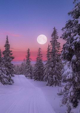 Earth Winter Tree Forest S